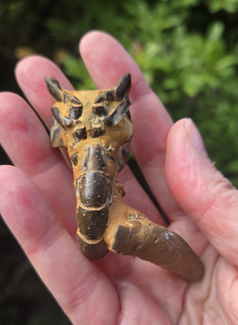 Fossil Australian Mud Lobster